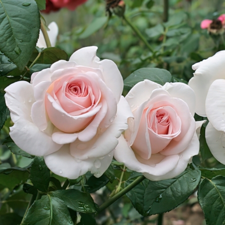 Роза чайно-гибридная Ла Перла 